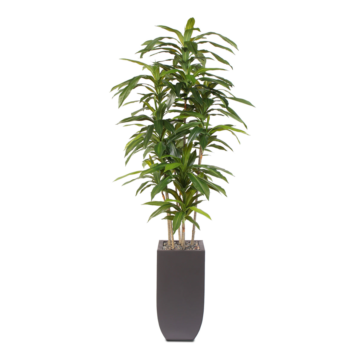 real touch, dracaena massangeana tree, artificial flowers, silk flowers, home decor, modern, contemporary