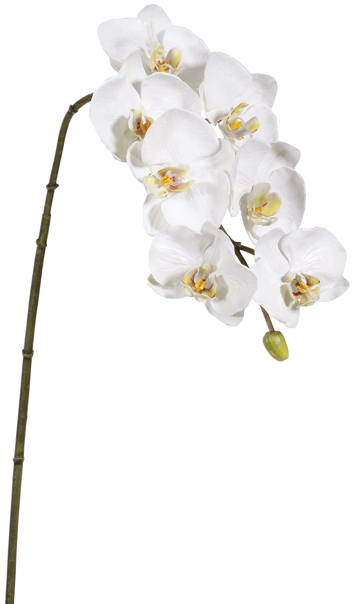 33.5" White Phalaenopsis Orchid x7 (6 Stems Per Order) #95162WW