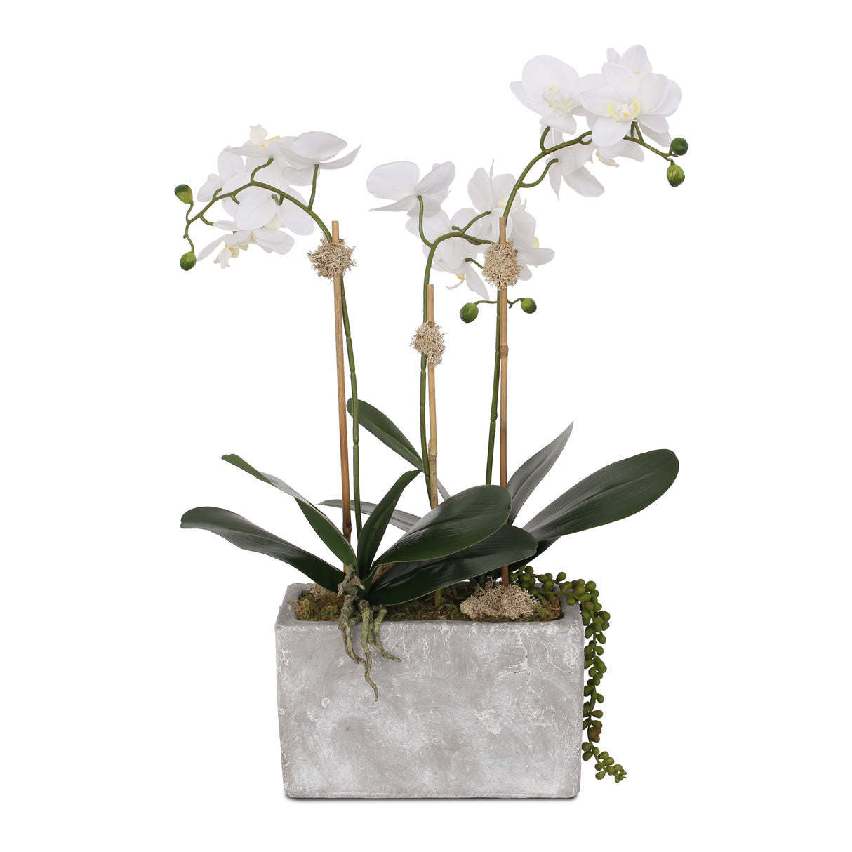 Real Touch Orchids with Succulent in Stone Wash Pot Arrangement #F-100