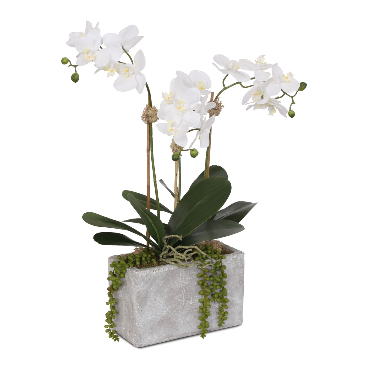 Real Touch Orchids with Succulent in Stone Wash Pot Arrangement #F-100