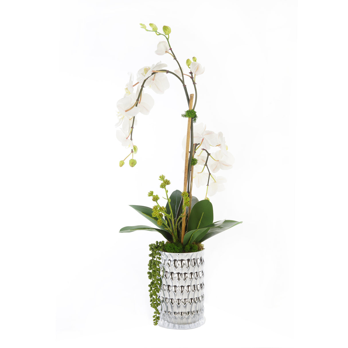 Real Touch Phalaenophsis White Orchid with Succulent Arrangement in a Silver Glass Vase#F-162