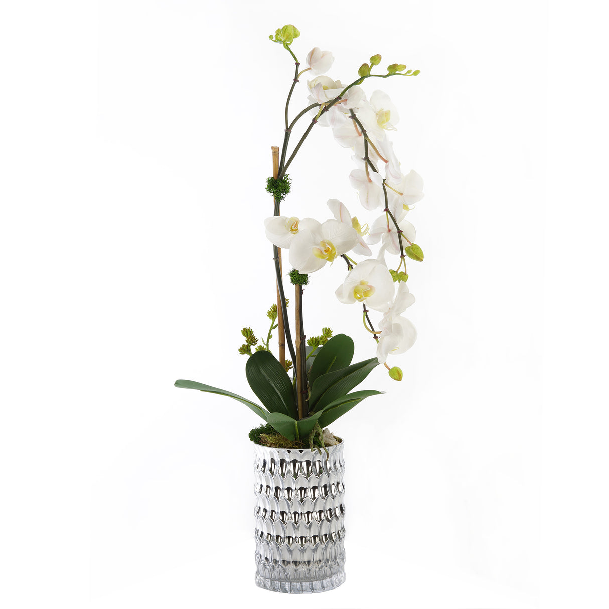 Real Touch Phalaenophsis White Orchid with Succulent Arrangement in a Silver Glass Vase#F-162