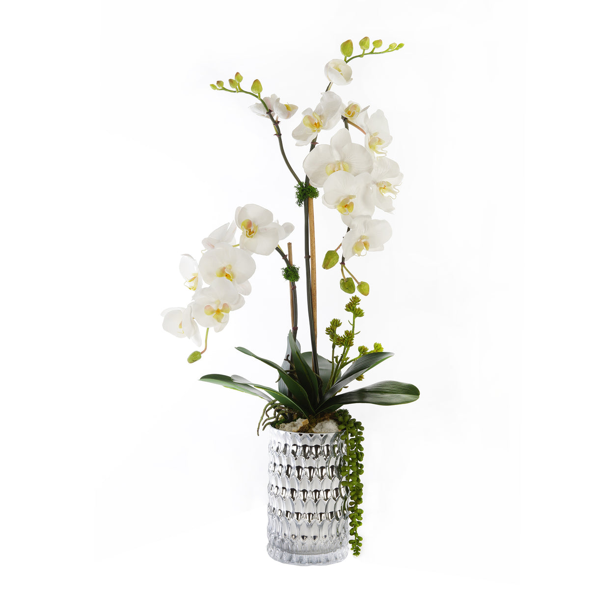 Real Touch Phalaenophsis White Orchid with Succulent Arrangement in a Silver Glass Vase#F-162