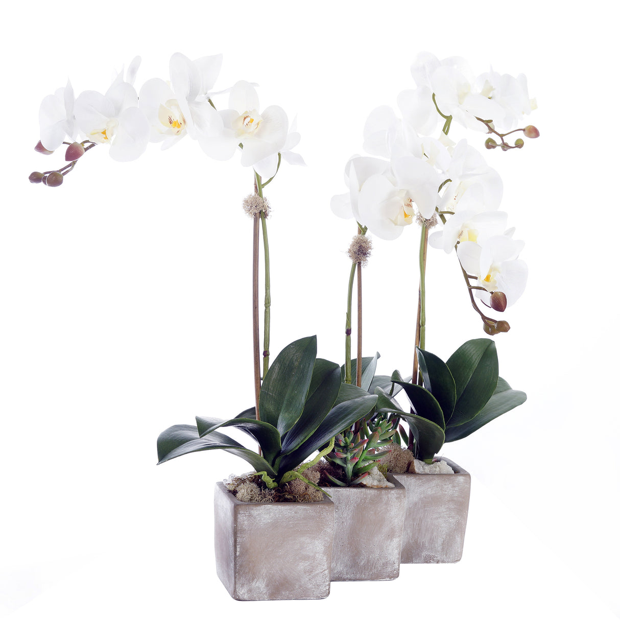 Three Sisters Real Touch White Orchid Arrangement in Stone Wash Triple Pot F-176