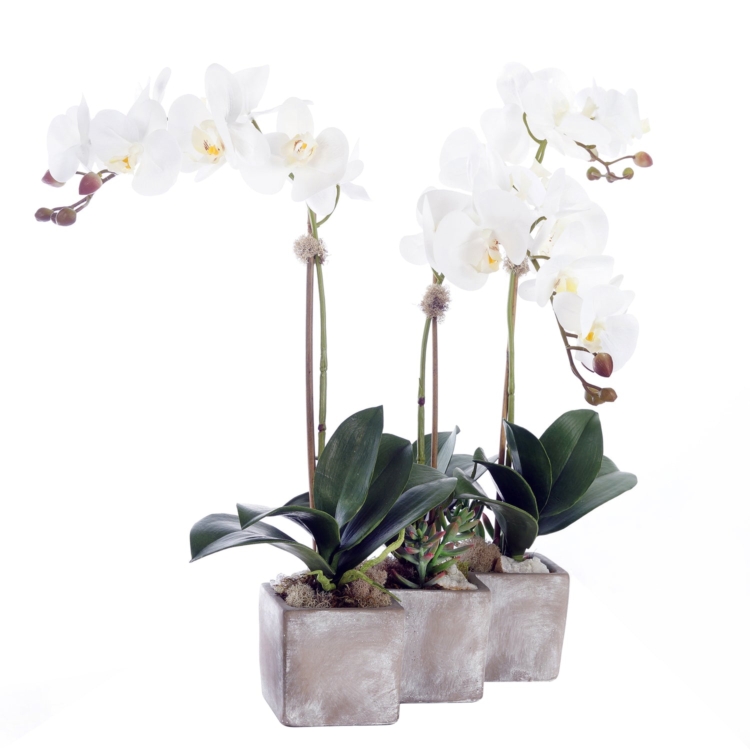 Three Sisters Real Touch White Orchid Arrangement in Stone Wash Triple Pot F-176