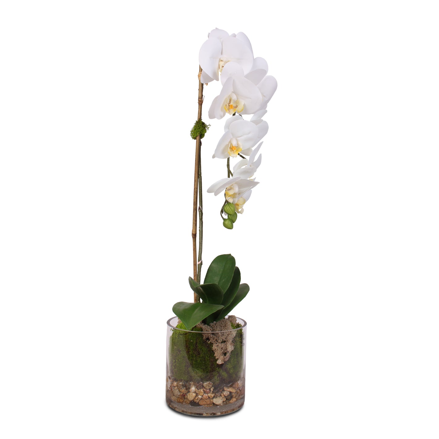 Real Touch White Phalaenopsis Orchid and leaf in a Sleek Glass Vase #F-24