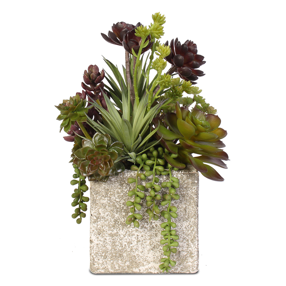 Succulent, Hen & Chicks Coastal Cottage Arrangement in Cement Pot #JS03