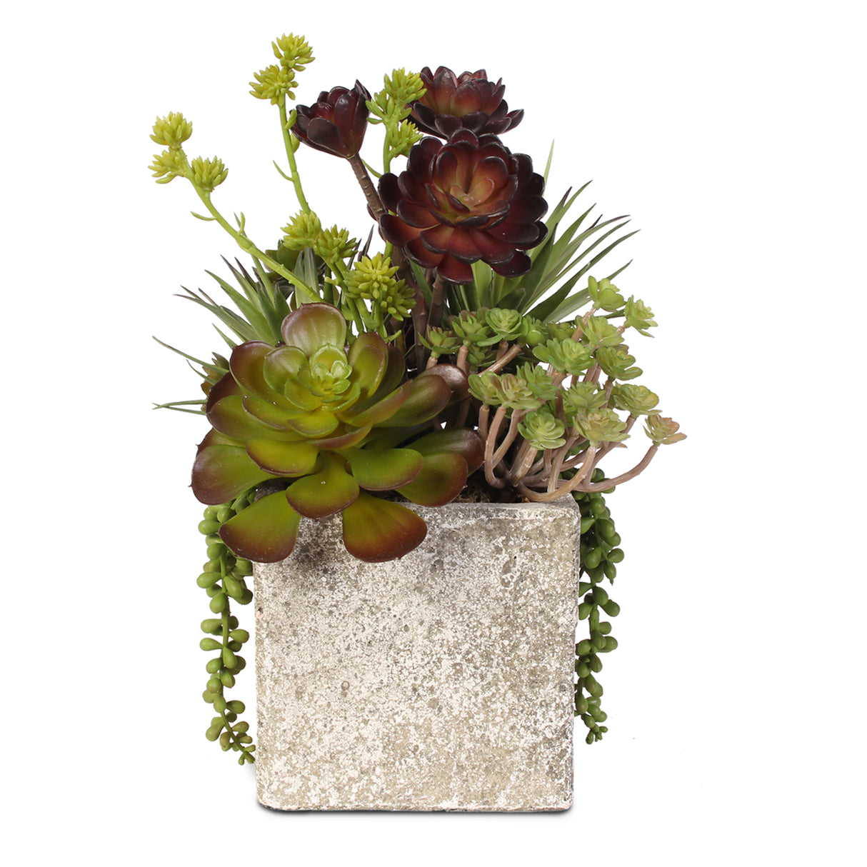 Succulent, Hen & Chicks Coastal Cottage Arrangement in Cement Pot #JS03