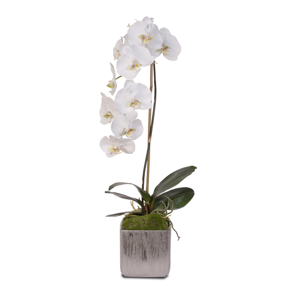 Jenny Silks White Real Touch Silk Phalaenopsis Orchid in Square Etched Silver Ceramic Pot #JS11