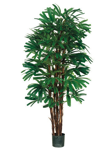 Rhapis Tree #LPR315-GR/TT