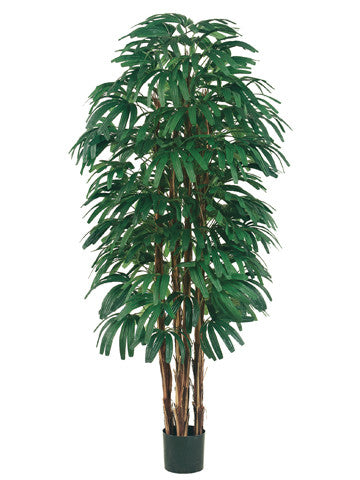 6' Rhapis Tree x6 with 896 Leaves in Pot Green #LPR316-GR/TT