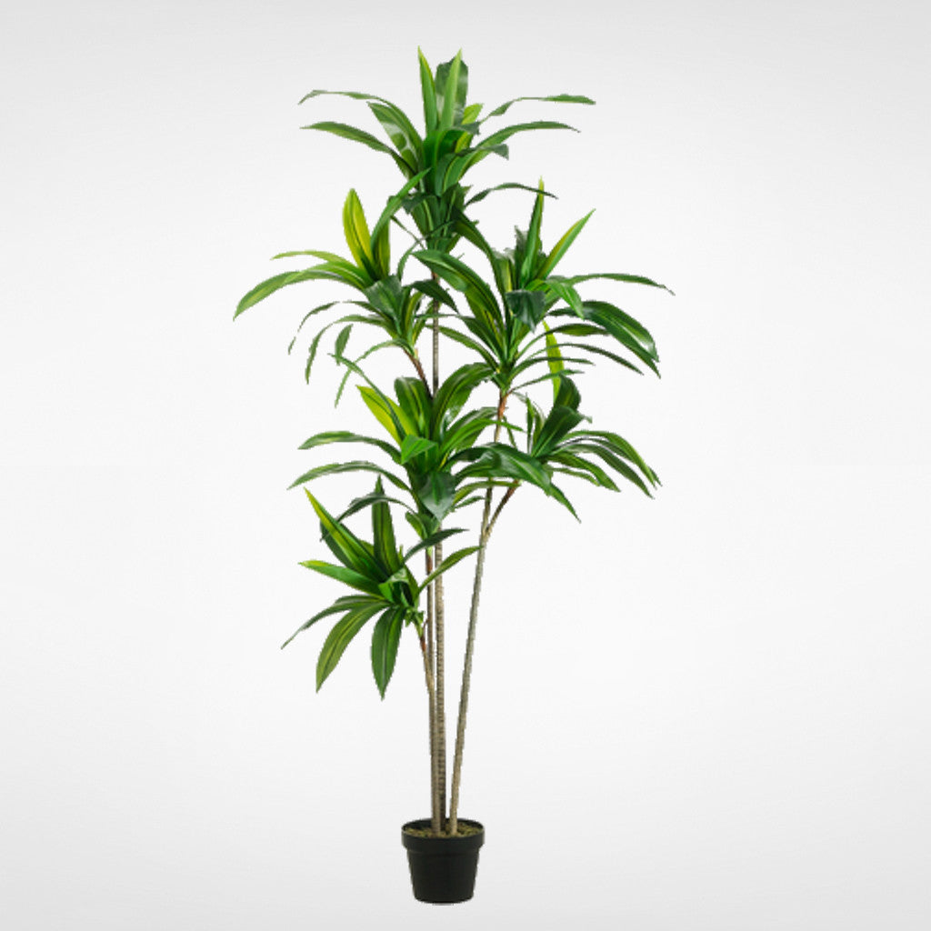 Exotic Dracaena Tree #LTD765-GR