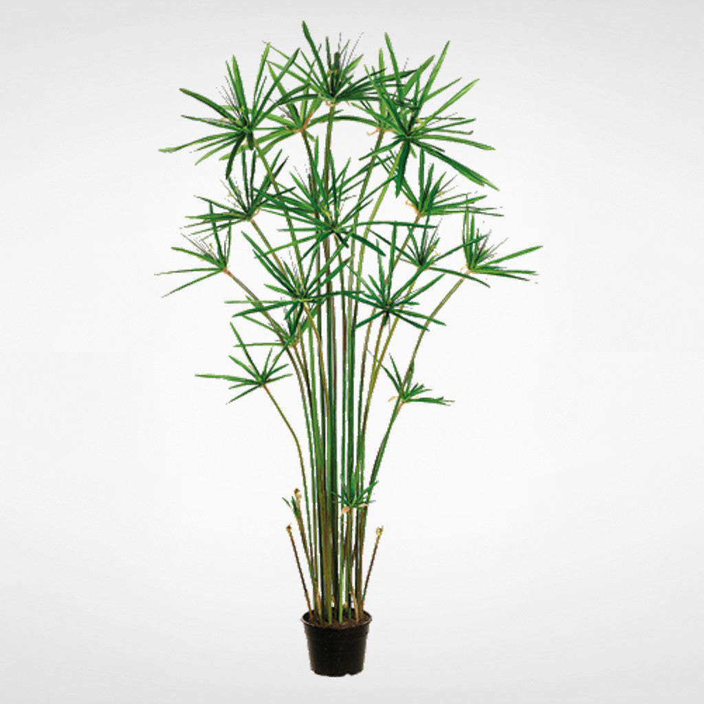 5' Cypress Grass Tree in Plastic Pot Green #LTG515-GR