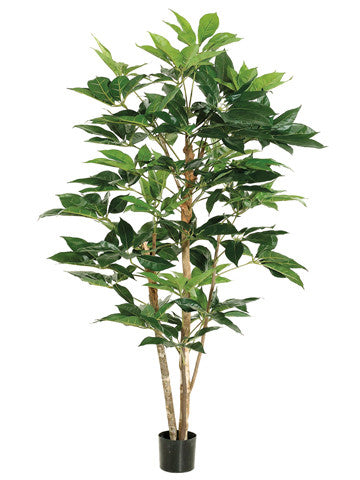 5' Schefflera Tree w/317 Leaves in Pot Green #LTS105-GR