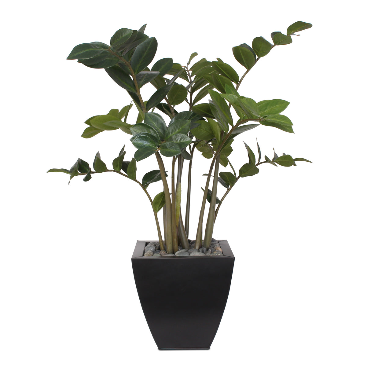 37"H ZZ Plant with Black Pebbles in a Modern Black Zinc Pot #P-12