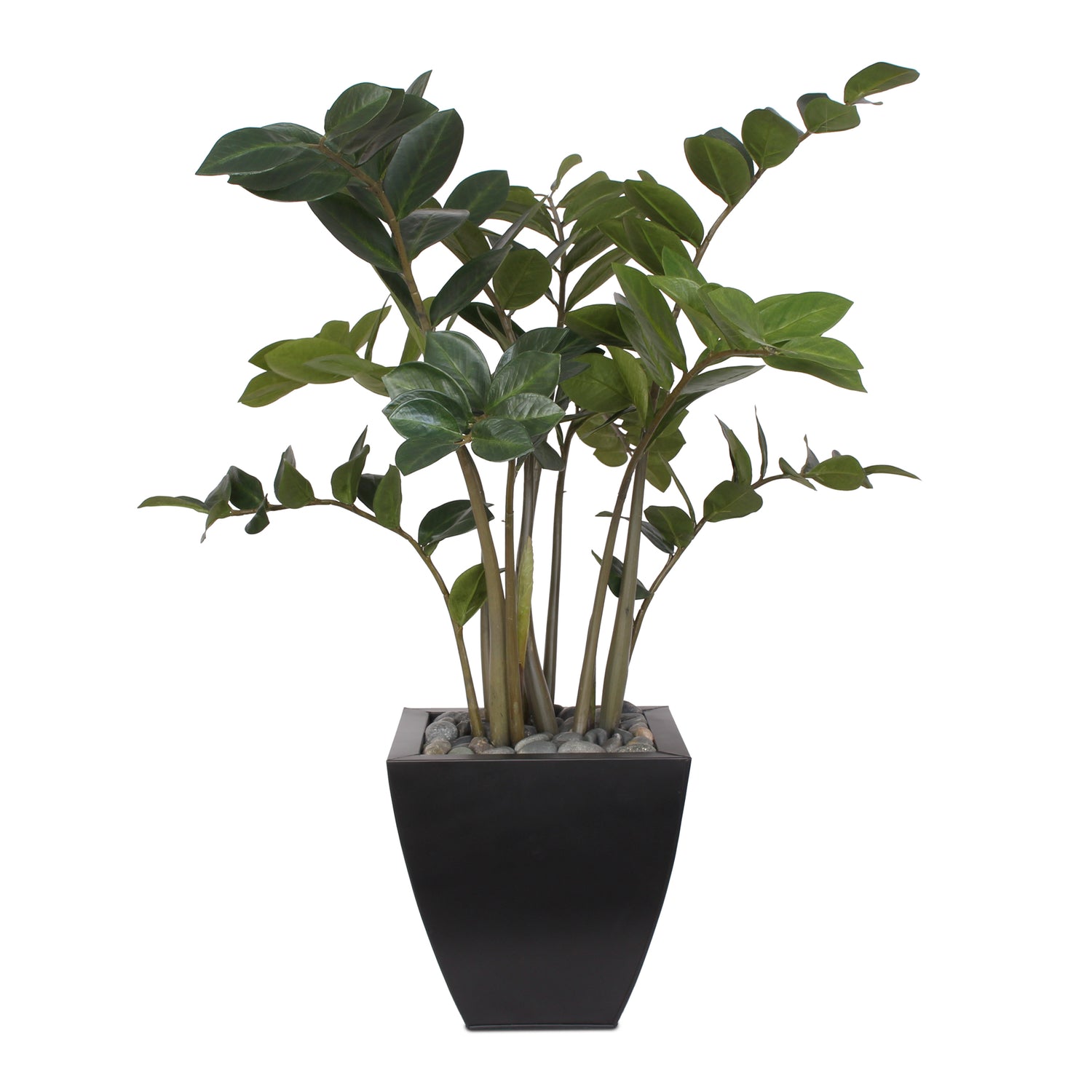 37"H ZZ Plant with Black Pebbles in a Modern Black Zinc Pot #P-12