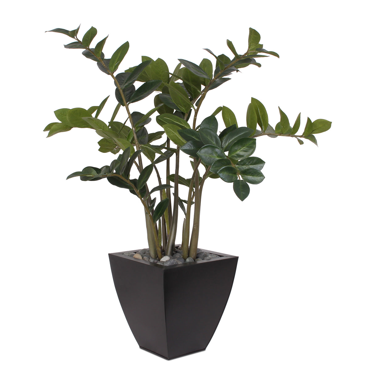 37"H ZZ Plant with Black Pebbles in a Modern Black Zinc Pot #P-12