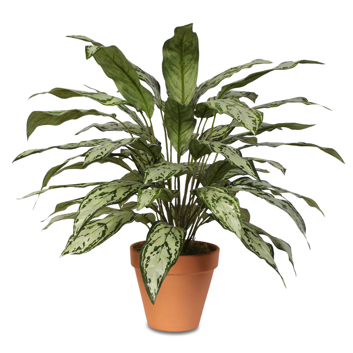 Tall Silver Queen Plant in Clay Pot #P-70