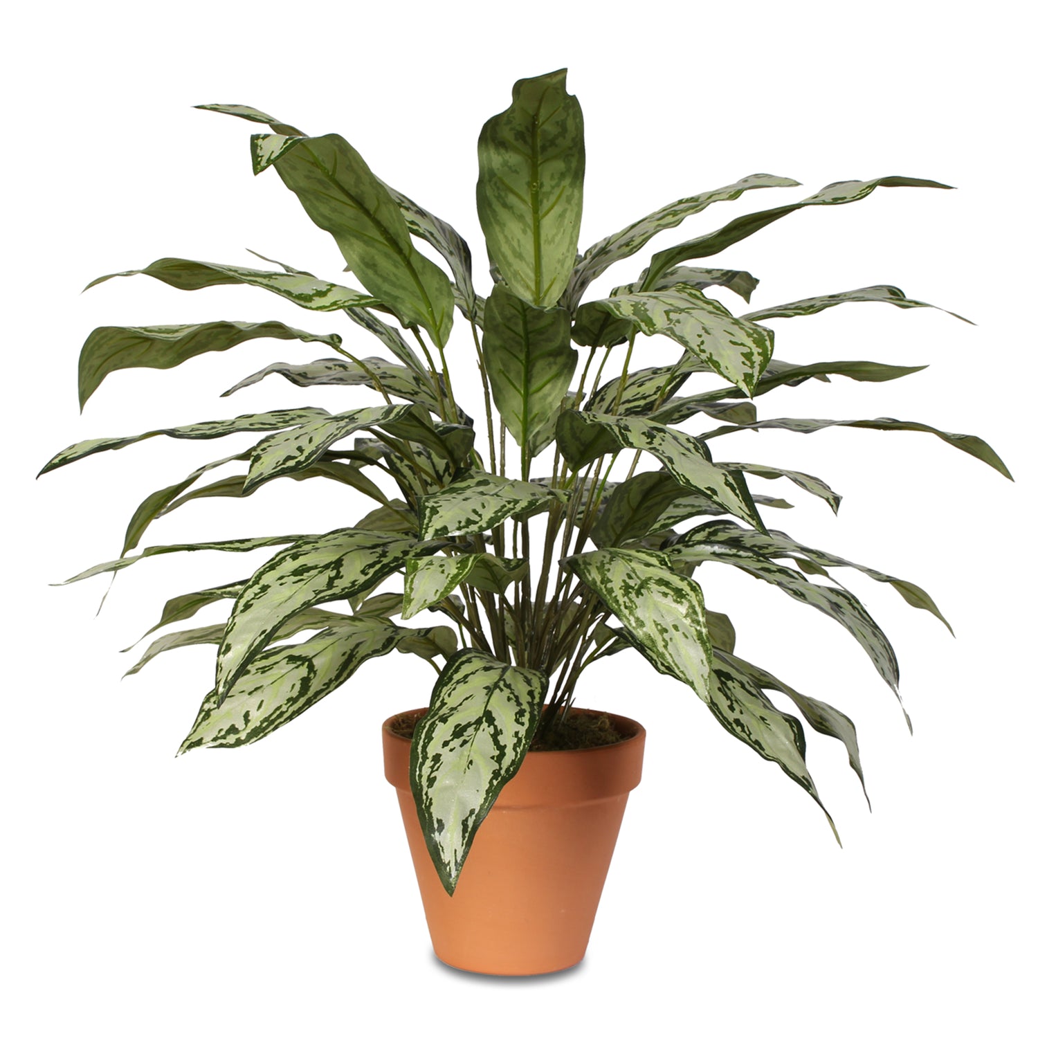 Tall Silver Queen Plant in Clay Pot #P-70