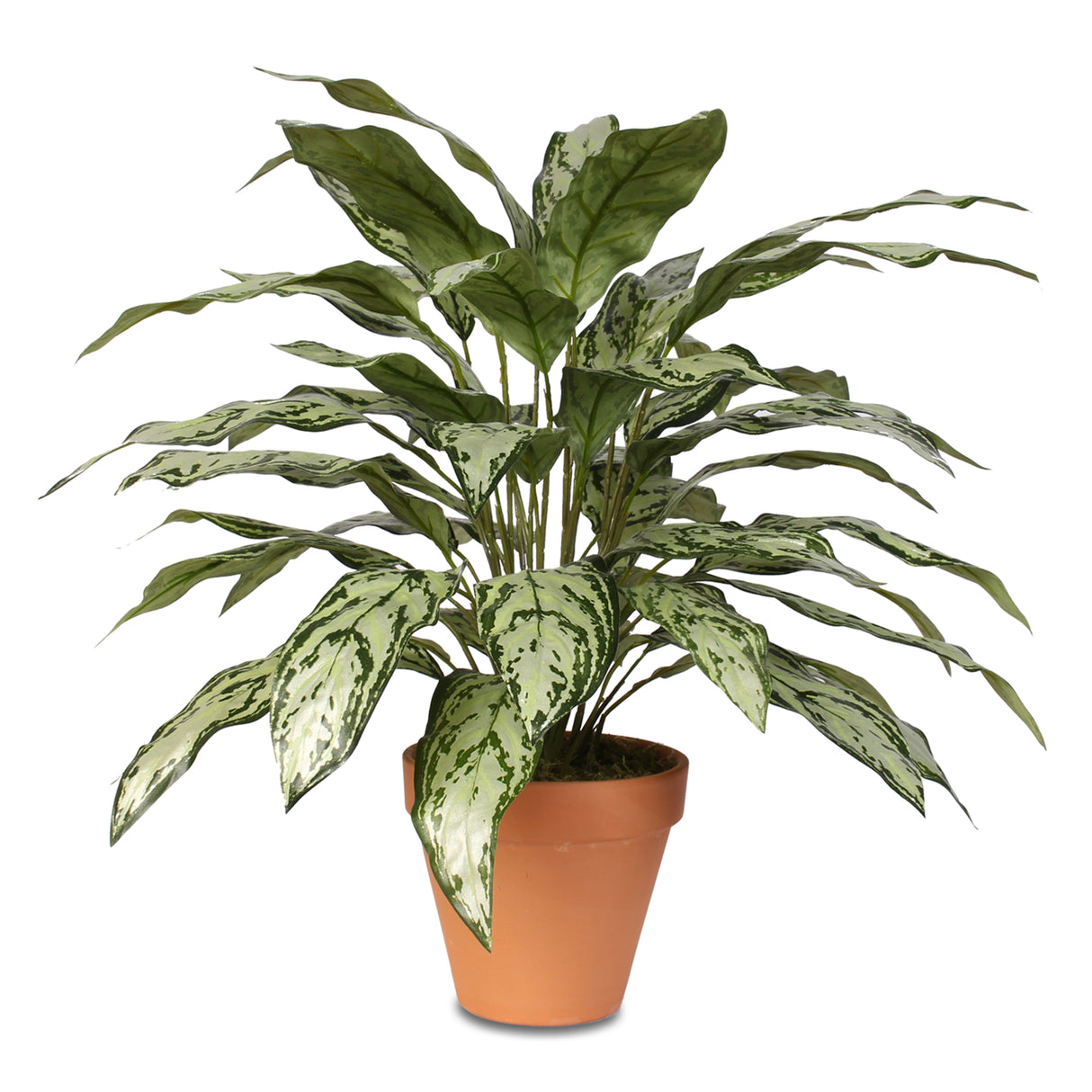 Tall Silver Queen Plant in Clay Pot #P-70