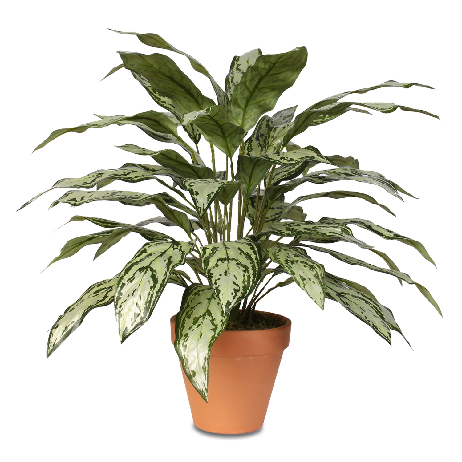 Tall Silver Queen Plant in Clay Pot #P-70