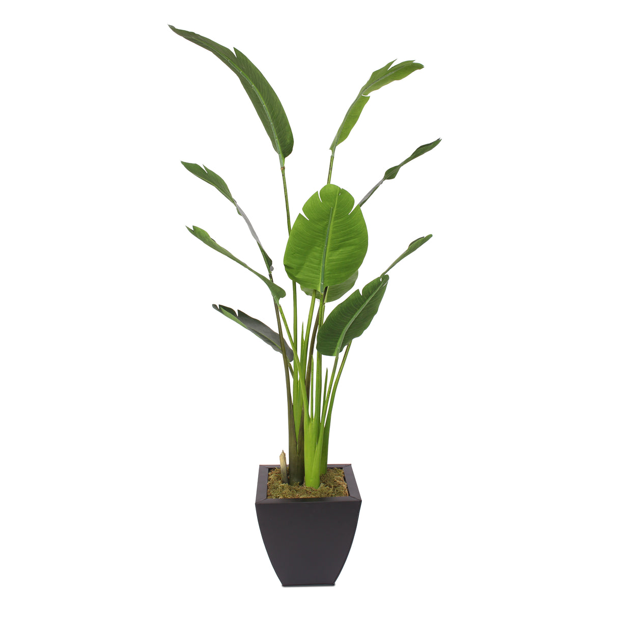 Modern Artificial Bird of Paradise Tree in Square Black Metal Zinc Pot #T-105