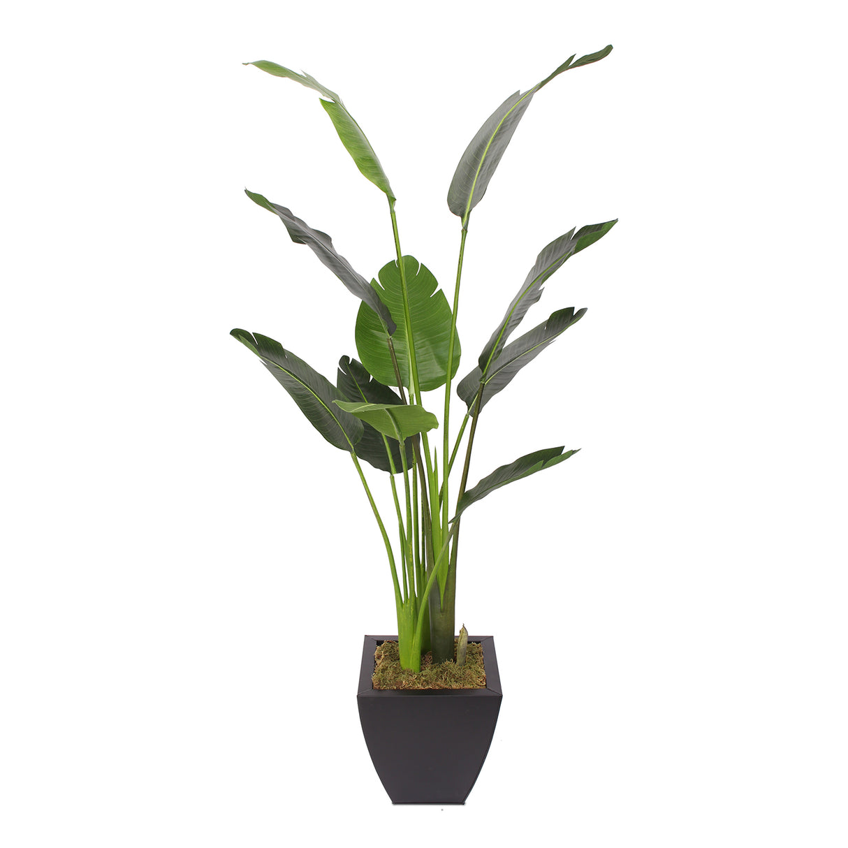 Modern Artificial Bird of Paradise Tree in Square Black Metal Zinc Pot #T-105