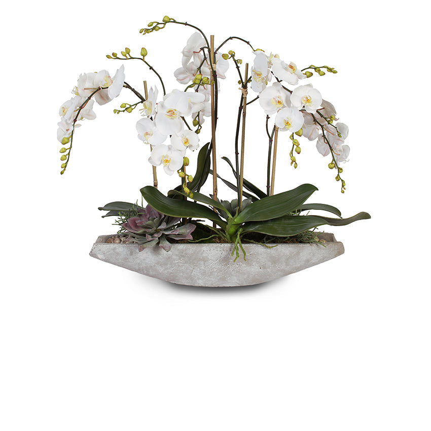 Orchid Arrangements