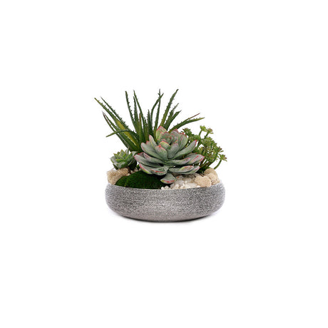 Succulent Arrangements
