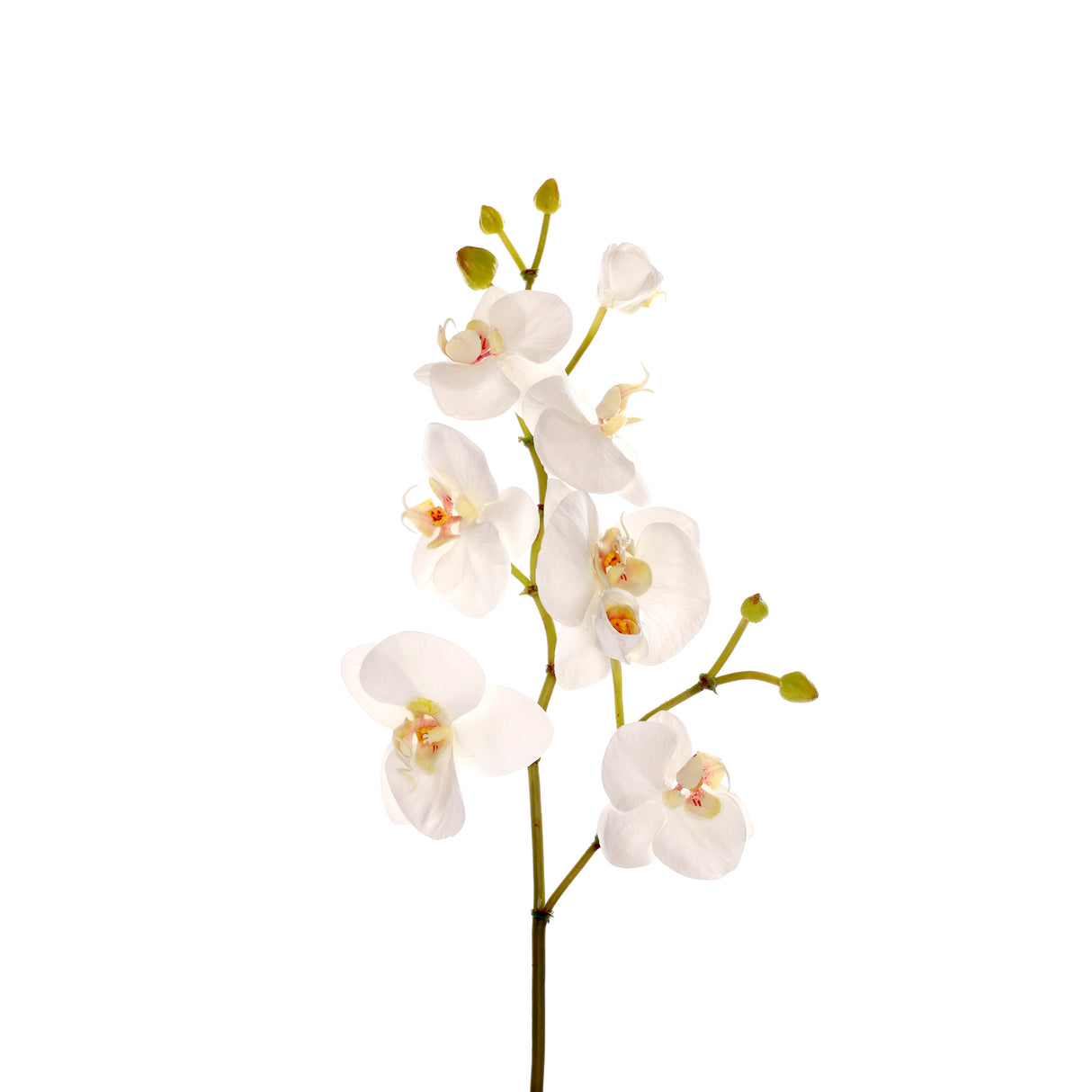 33" Orchid Phalaenopsis x 8 (6 Stems per Box) #92012NTWW