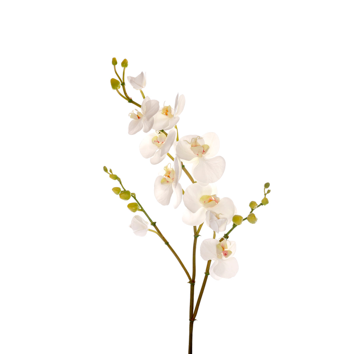 42" Orchid Phalaenopsis x 10 (6 Stems per Box) #92108WW