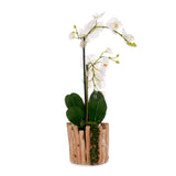 Real Touch Orchids in Glass Vase Wood Branches Planter #F-229