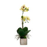 Yellow Real Touch Orchid Flower Arrangement in White Rectangular Pot #F-231
