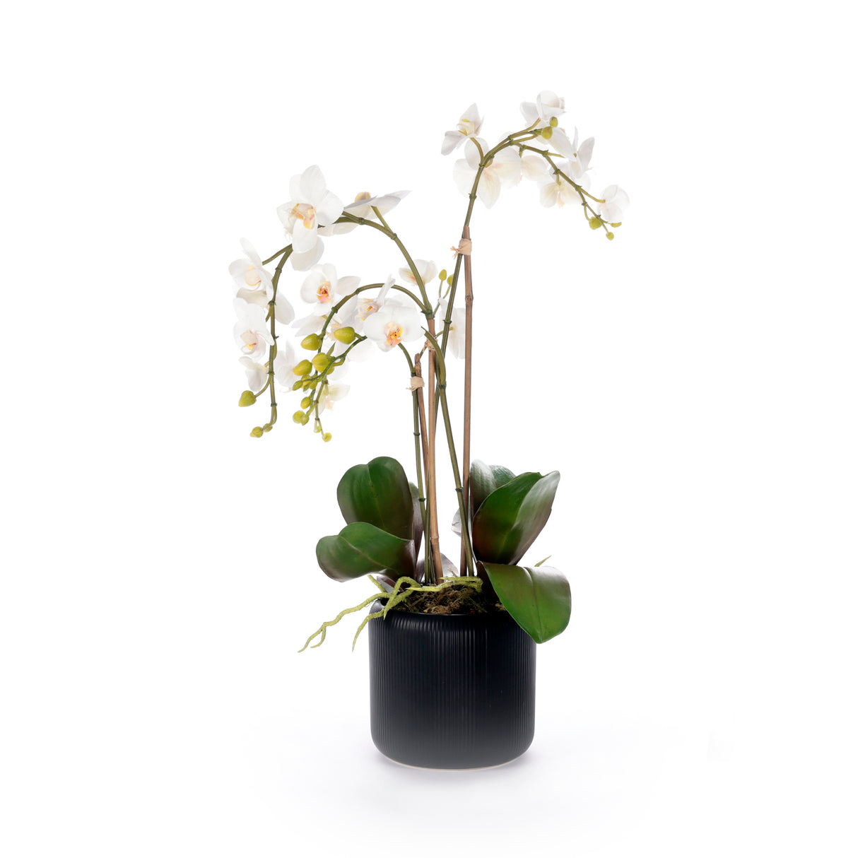 White Orchid Flower Arrangement in Black Pot #F-238