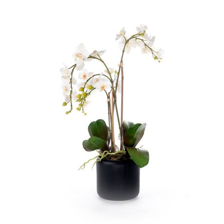 White Orchid Flower Arrangement in Black Pot #F-238