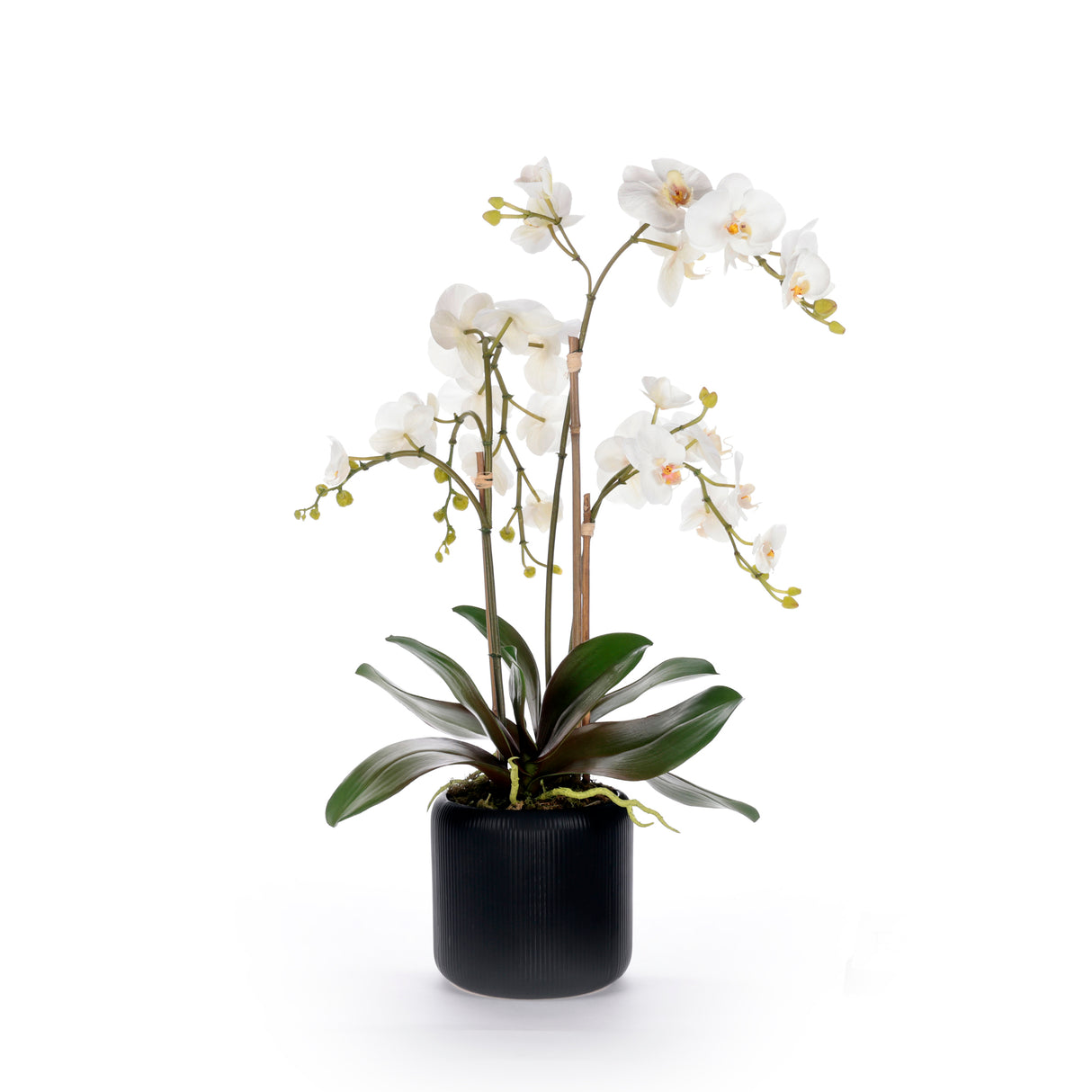 White Orchid Flower Arrangement in Black Pot #F-238