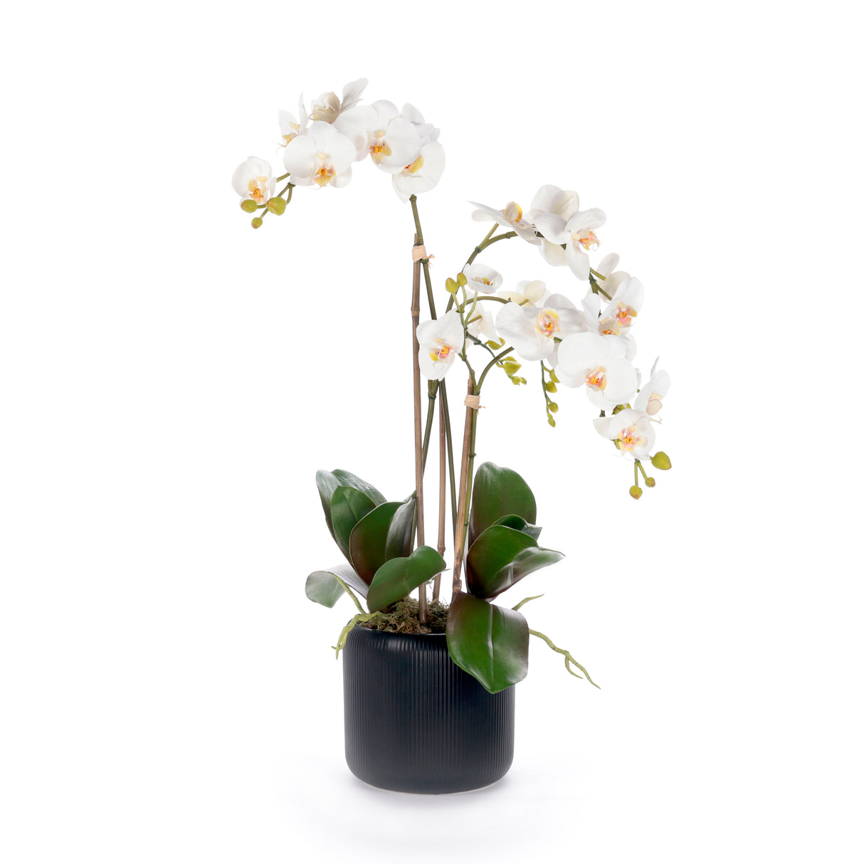 White Orchid Flower Arrangement in Black Pot #F-238