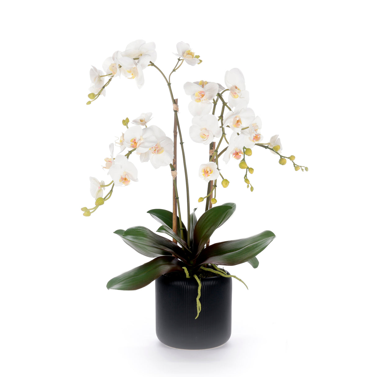 White Orchid Flower Arrangement in Black Pot #F-238