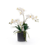 Real Touch White Orchid Flower Arrangement in Black Pot #F-251