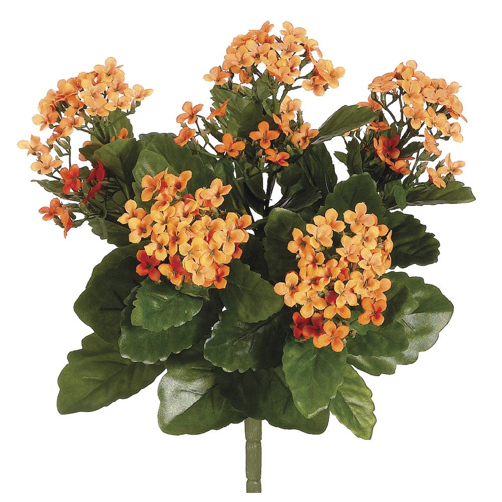 13.5" Kalanchoe Bush x5 with 150 Flowers Two Tone Orange (2 Stems Per Box) #FBK107-OR/TT