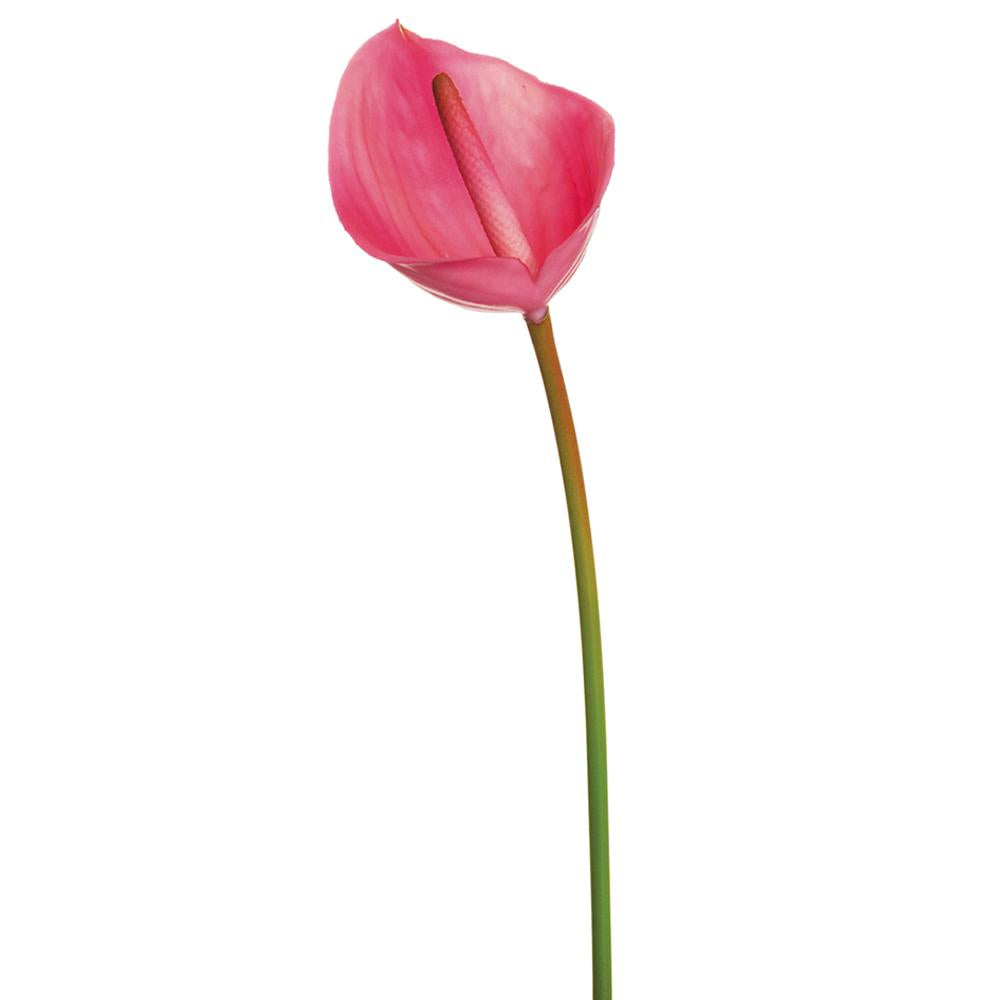 23.6" Real Touch Anthurium Spray Beauty (2 Stems Per Box) #FSA078-BT