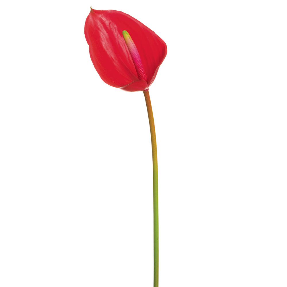 23.6" Real Touch Anthurium Spray  Red (2 Stems Per Box) #FSA078-RE
