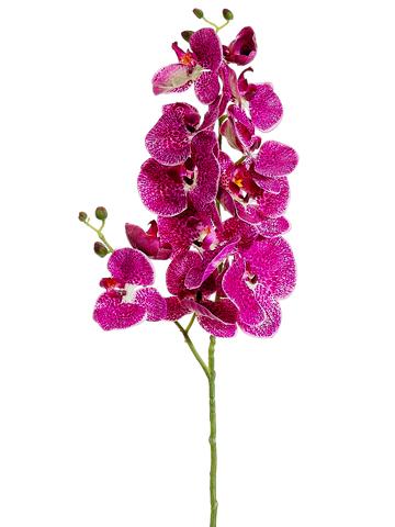 34" Phalaenopsis Orchid Spray Orchid Cream (2 Stems Per Box) #FSO124-OC/CR