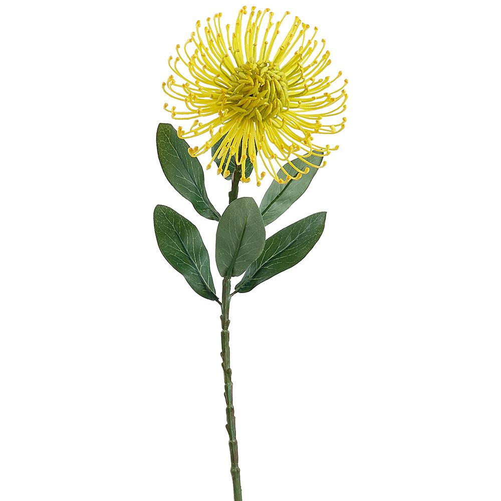 25" Pincushion Protea Spray  Yellow (2 Stems Per Box) #FSP086-YE