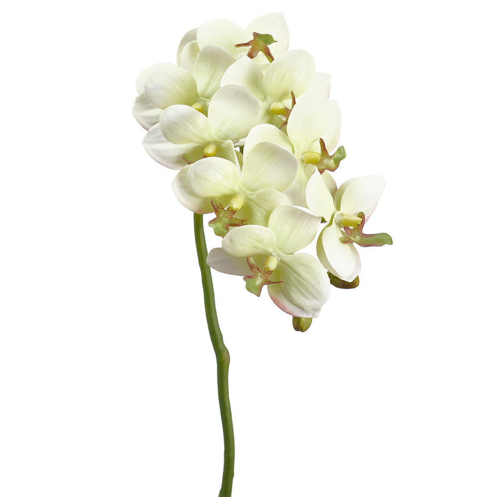 18.5" Small Phalaenopsis Orchid Spray Green Violet (2 Stems Per Box) #HSO159-GR/VI