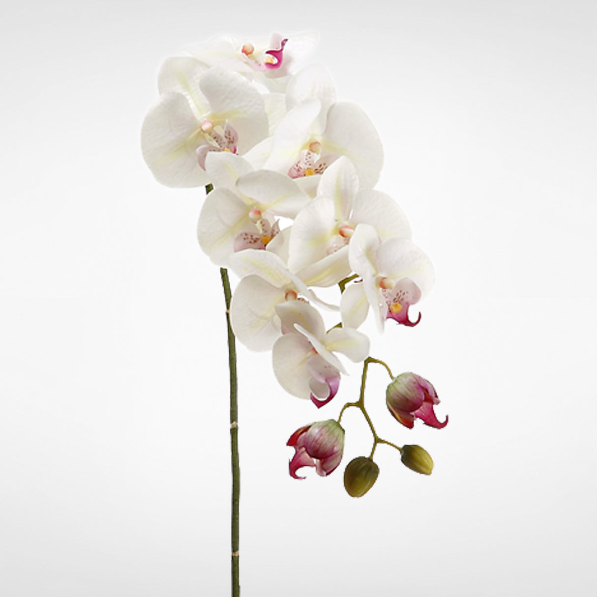 31" Phalaenopsis Orchid Spray with 8 Flowers and 4 Buds Cream Rubrum (2 Stems Per Box) #HSO471-CR/RB