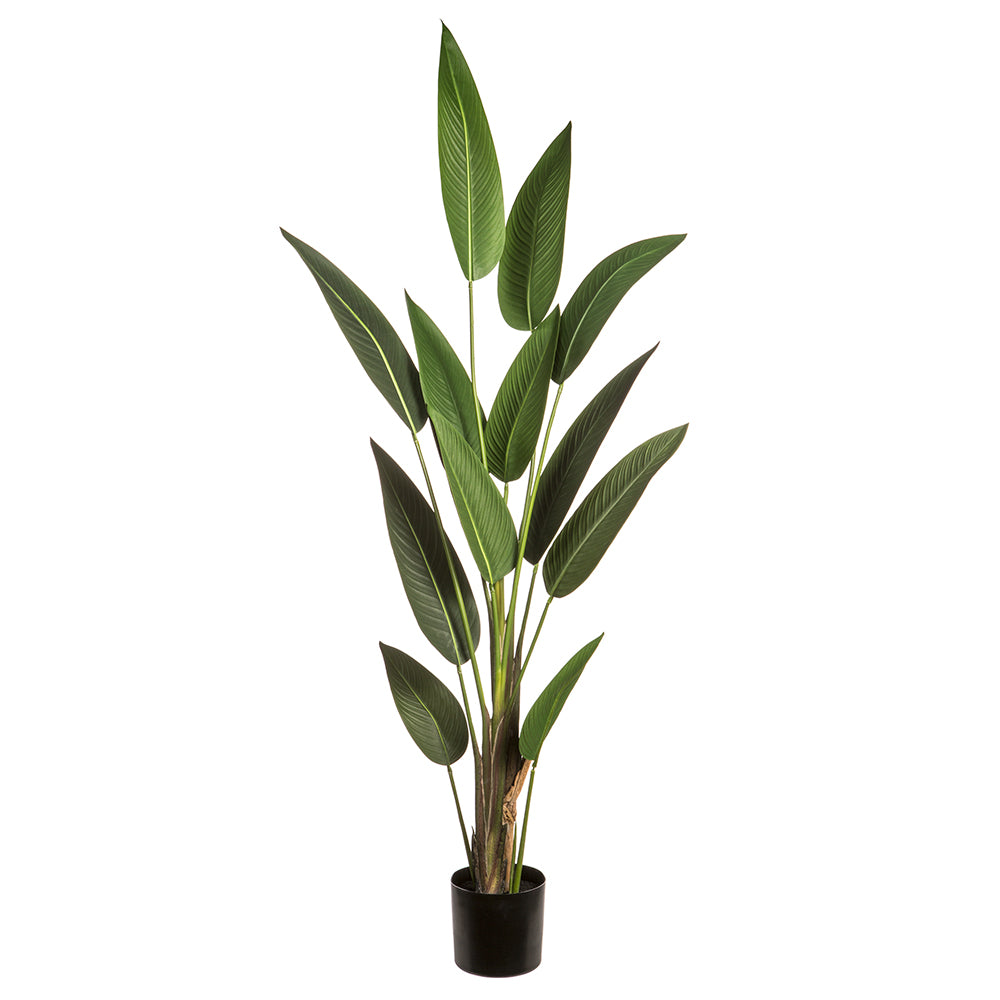 6' Tropical Bird of Paradise Plant in Pot Green #LPB508-GR