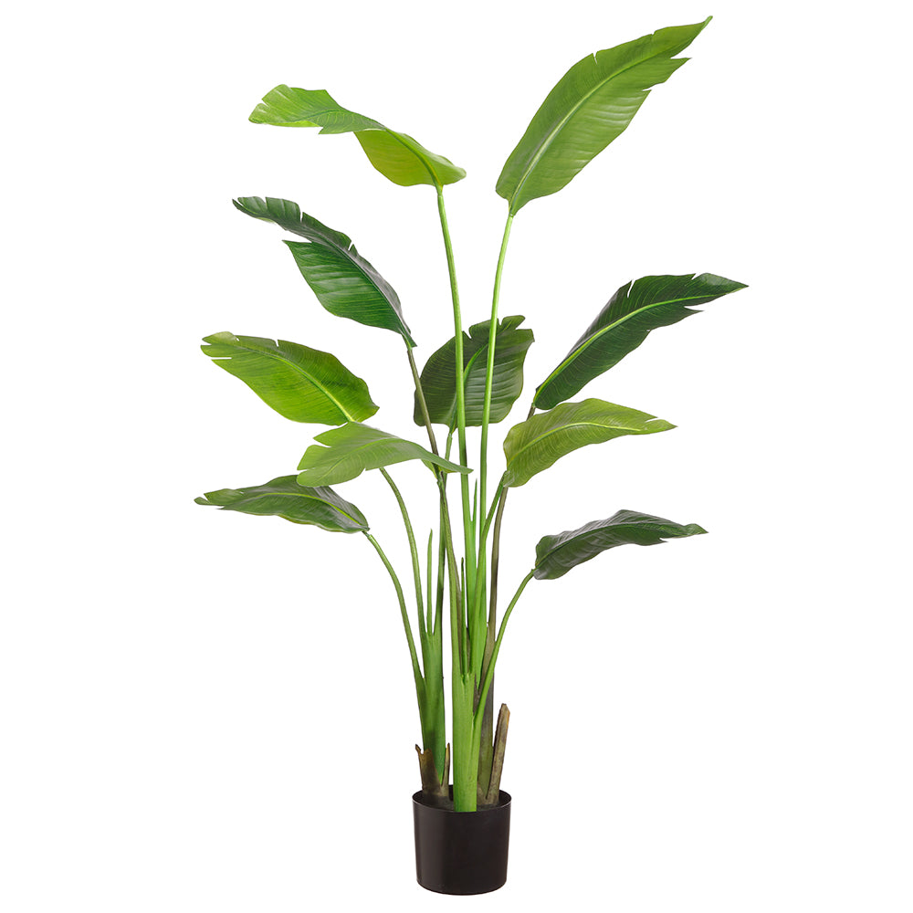 60" Traveller Palm Plant in Pot Green #LPP005-GR