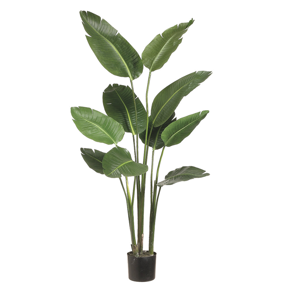 5' Bird of Paradise Plant in Plastic Pot Green #LTB605-GR