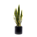 Sanserieria Plant in Black Ribbed Planter #P-21